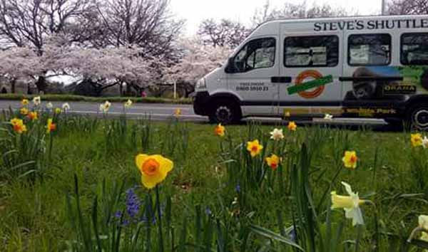 Steve Van daffodils Photo