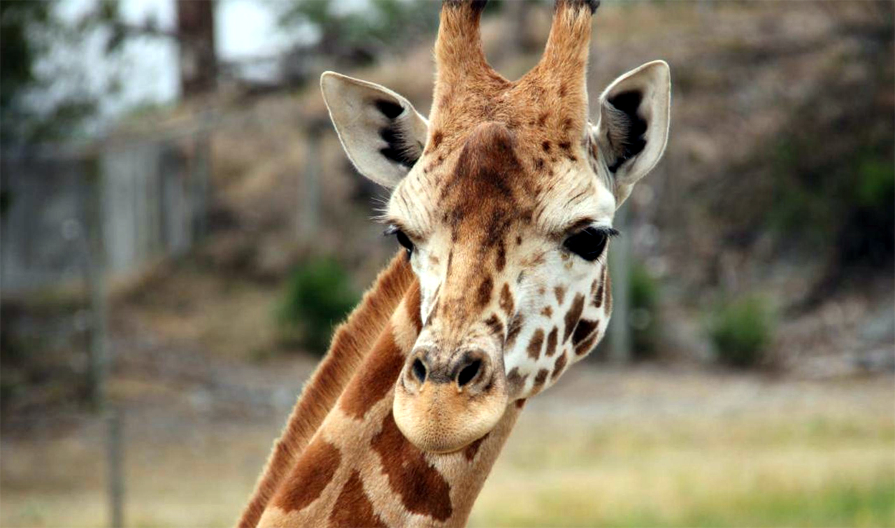 Orana Wildlife Park Photo 4